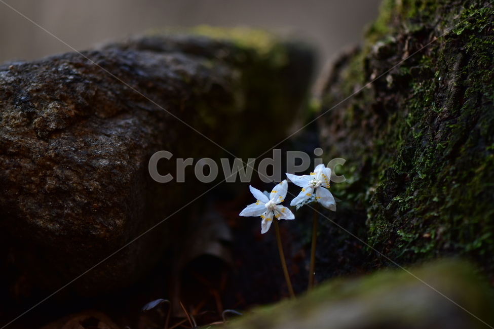 너도바람꽃,야생화,봄,꽃,풀꽃,자연,식물,식생,감성,힐링,plants,nature,spring,season,flower,emotion,feeling,흰색,초본,너도바람꽃속