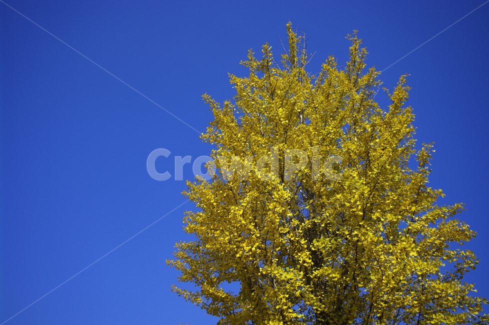 은행나무,가을,은행잎,식물,plant,하늘,가을,계절,fall,autumn,season,식물,자연,plants,nature,나무,trees,wood,tree