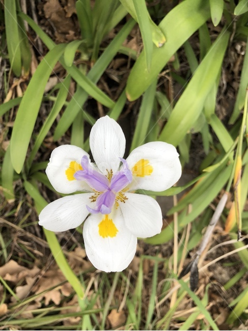 식물,plant,flower,blossom,꽃,하얀꽃,자연