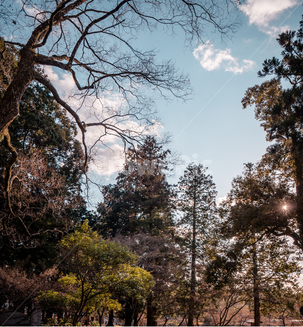 나무,숲,하늘,공원,색감,자연,분위기,sky,tree,forest,park,nature,풍경,구름,cloud
