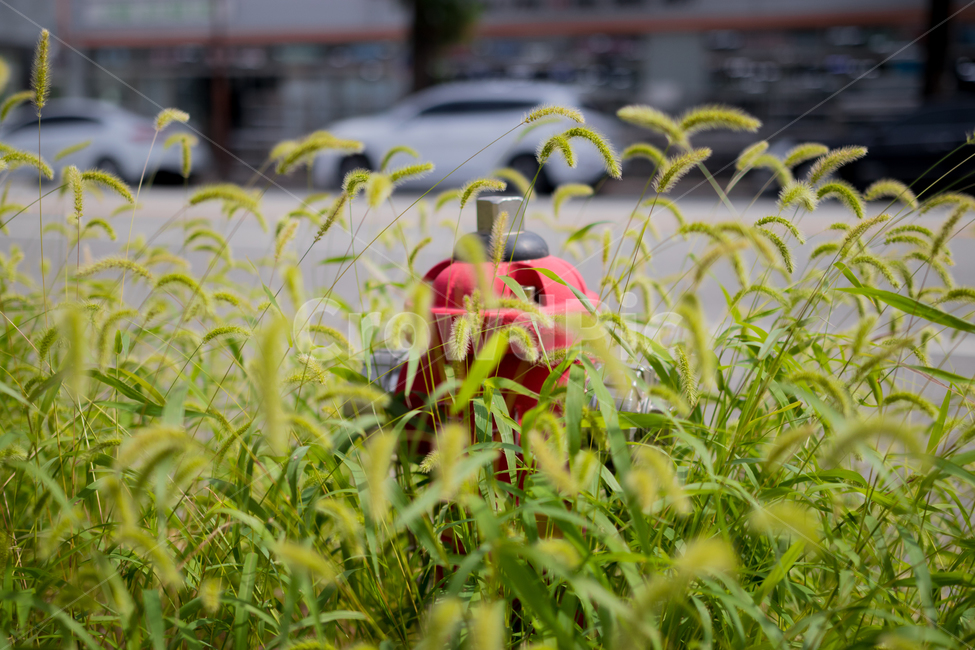 잔디,grass,소화전,fireplug,식물,plant