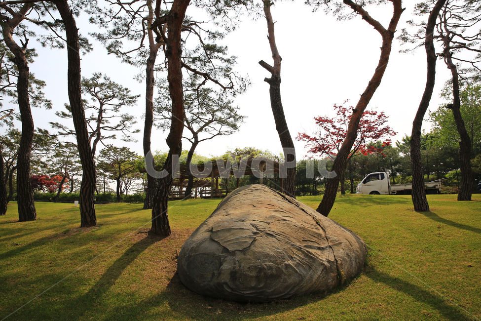 grass,잔디,tree,나무,plant,식물,treetrunk,나무줄기,경기,안성,서일농원