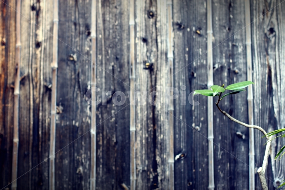 식물,대나무,배경,녹색,plant,background,감성,담,담벼락,배경화면,식물,자연,plants,nature