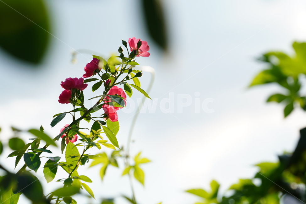 장미,꽃,플라워,식물,생물,생명,flower,plant,식물,자연,plants,nature,꽃,flower