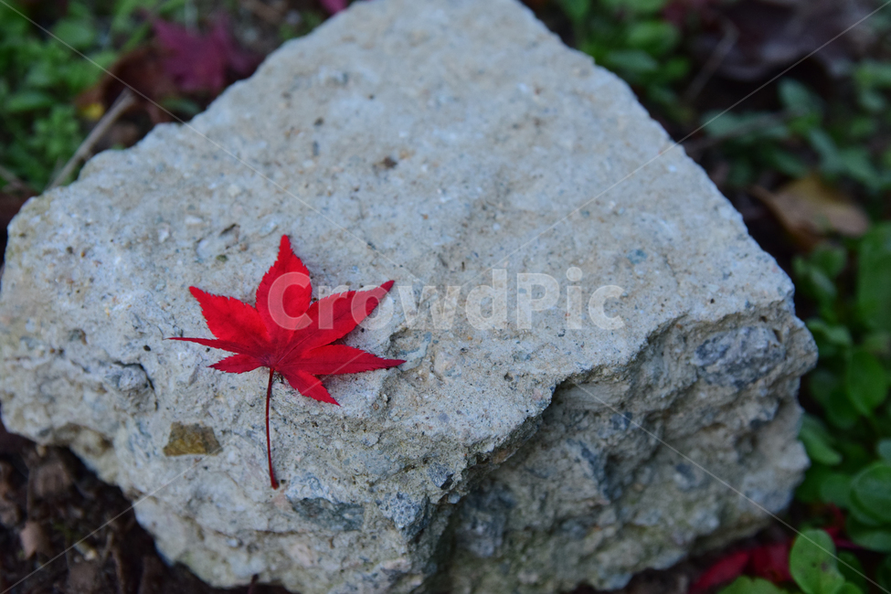 단풍,나뭇잎,단풍잎,적단풍,잎,가을,시멘트,시멘트돌,maple,leaf,leaves,autumn,가을,계절,fall,autumn,season