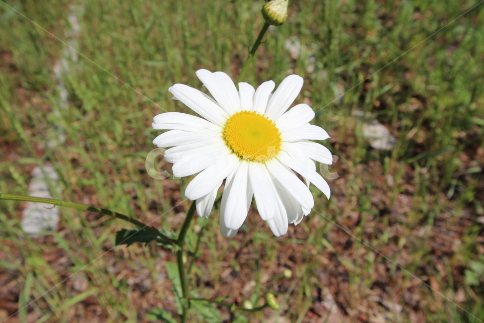 식물,blossom,꽃,flower,데이지,daisies,daisy,식물,자연,plants,nature,꽃,flower