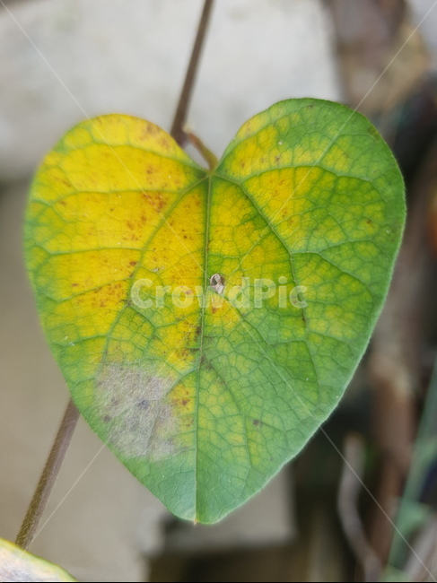 자연,가을,나뭇잎,단풍,잎,시골,식물,plant,leaf,가을,계절,fall,autumn,season,veins,정맥,sport,스포츠,sports,tennis,테니스,tennis ball,테니스 공,ball,공