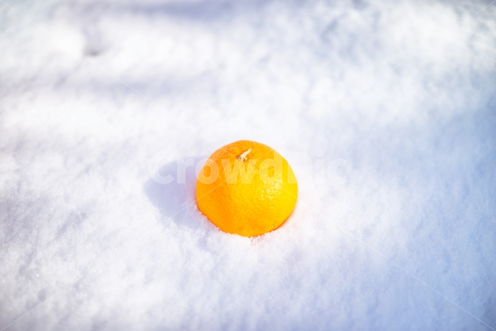 눈,snow,white,하얀,화이트,눈밭,설경,폭설,제주,겨울,여행,그림자,빛,겨울사진,winter,light,jeju,korea,한국,감성,감성사진,스냅,귤,orange,하나,오브제,음식,식재료,요리,food,cook,meal,dishes,food reserves,과일,열매,fruit,감성,sensible,feeling