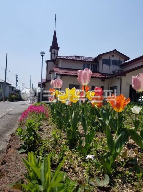 plant,식물,flower,blossom,꽃,예쁜교회,church