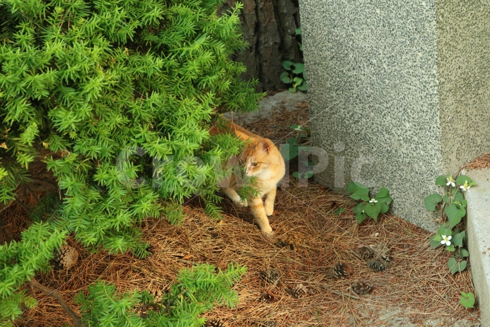 고양이,자연,동물,길냥이,야생동물,동물,animal,포유류,mammal,고양이,cat,kitten,kitty
