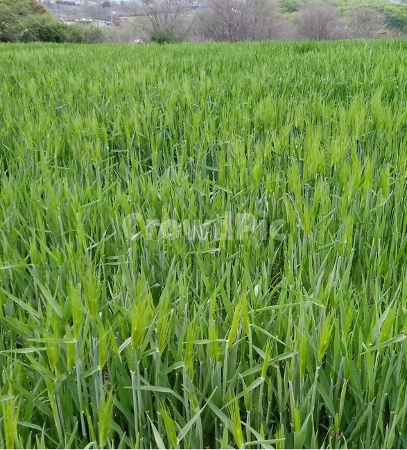 보리,청보리,식물,자연,초록