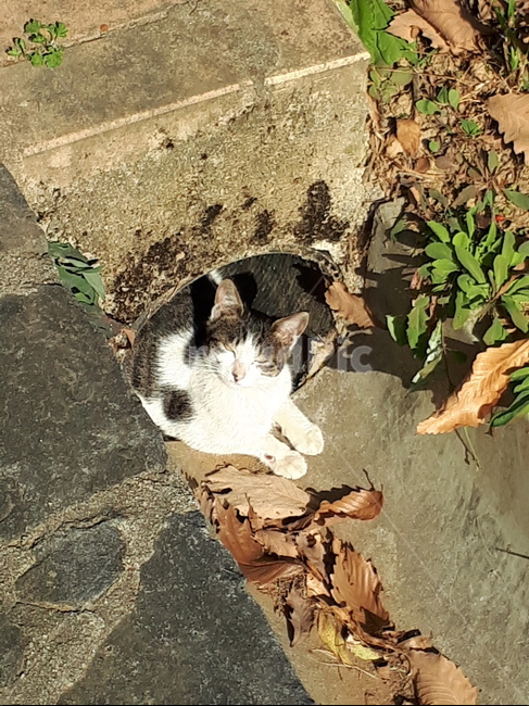 고양이,낮잠,해빛,포웅함,편한함