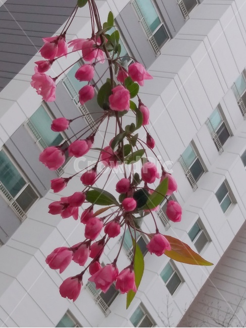 red flower tree plant,flower ag pear tree,nature,Western Tanghwa,pink flower,Haliana Flower Apple,flower,bud,flower tea,plants,Deep acid glycolysis,Investigation becomes appropriate,season,flower apple tree,tree flower