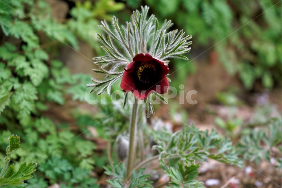 할미꽃,솜털,봄,봄꽃,자연,식물,꽃,plant,암술,수술,Pulsatillakoreana,한국특산,백두옹,독초,강장제,화왕계,여러해살이풀,미나리아재비과,쌍떡잎식물,흰털,할머니머리카락,흰머리,노인,꼬부랑,한방약재,할머니