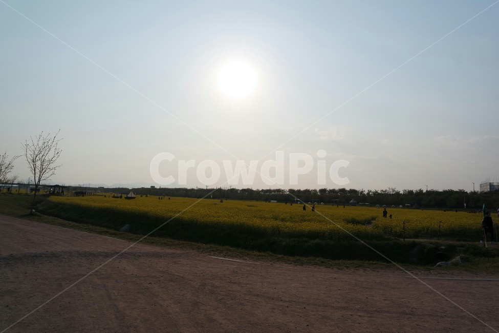 유채꽃,꽃밭,노란색,나무,하늘,rapeflower,봄,spring,yellow,tree,sky