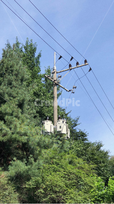 전봇대,나무,숲,하늘,telephonepole