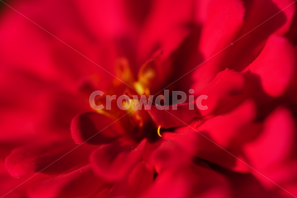 백일홍,꽃,플라워,자연,식물,가을꽃,가을,crapemyrtle,zinnia,flower,nature,plants,autumn,fall,10월,october,식물,자연,plants,nature,꽃,flower