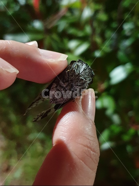 매미,곤충채집,cicada,손가락,자연,숲,맴맴,여름,곤충,벌레