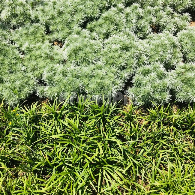 풀,잡초,grass,weeds,초록,녹색,green,초록색