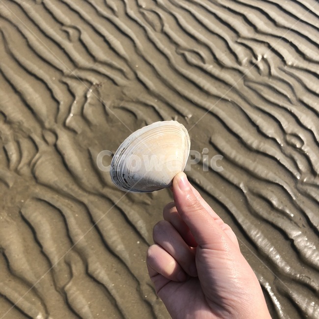 부산,다대포,바다,갯벌,조개,조개껍질,썰물,sea,mudflat,shall,해변,바다,beach,sea