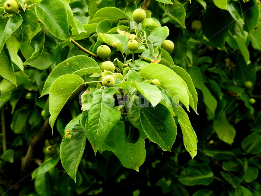 식물,과일,배나무,열매,fruit,식물,자연,plants,nature,과일,열매,fruit
