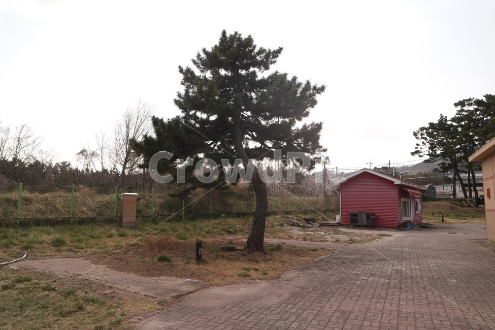 소나무,해송,망상오토캠핑장,망상소나무,오토캠핑장,나무,trees,wood