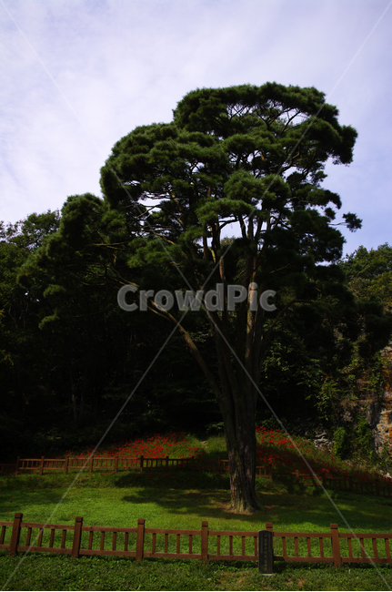 나무,울타리,식물,color,하늘,자연,풍경,nature,landscape,tree,plant