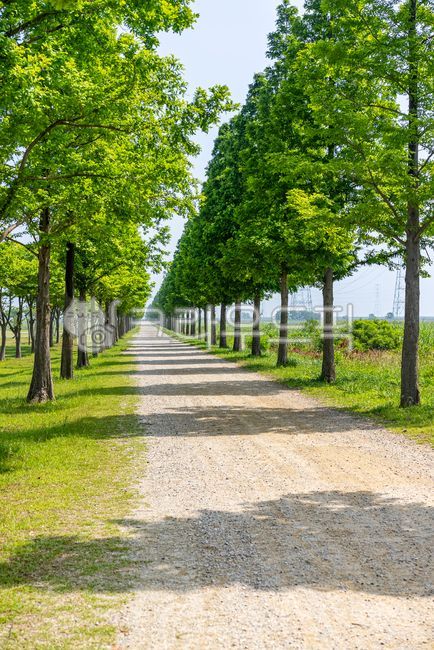 바다향기테마파크,공원,자연,풍경,대부도,안산,관광지,테마파크,메타쉐콰이어,길,산책,메타세콰이어길,전나무