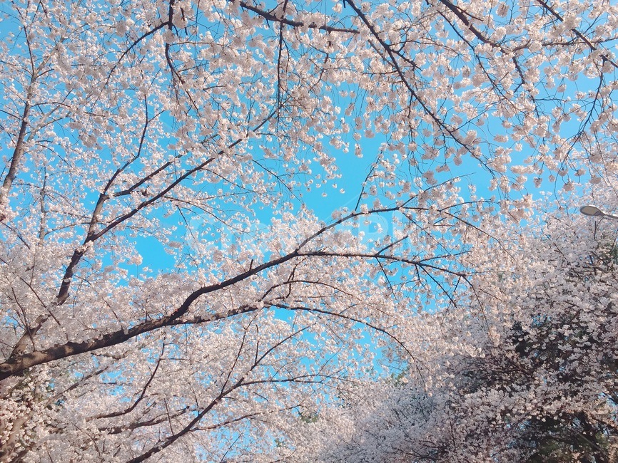 봄,벚꽃,하늘,꽃,봄소풍