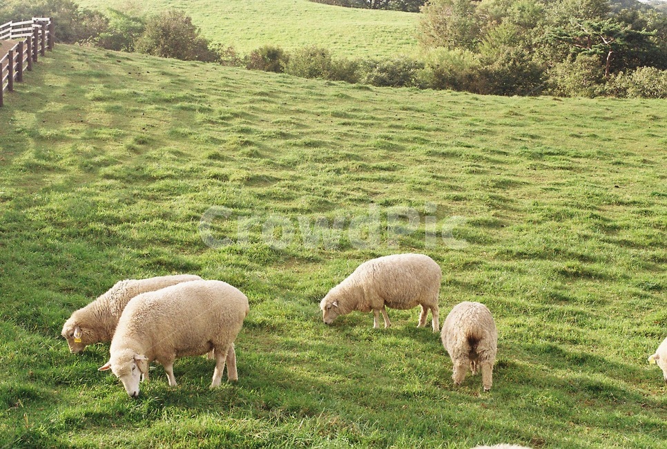 양,sheep,동물,animal,산,자연,filmphoto,필름사진,감성사진,동물,animal,포유류,mammal