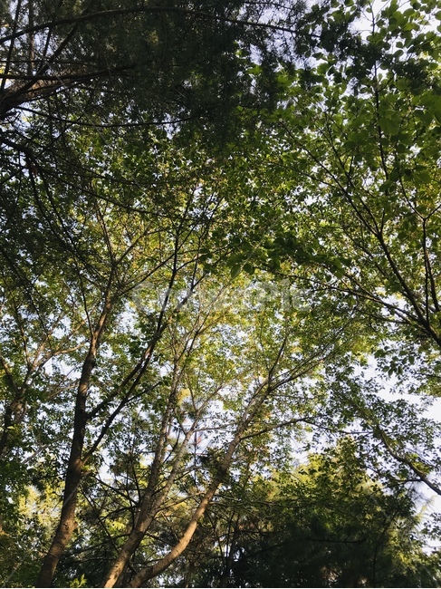 tree,나무,plant,나무줄기,식물