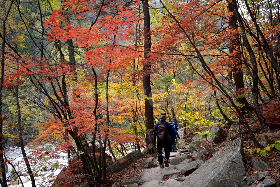 설악산,가을,단풍,풍경,백담사,구곡담계곡,수렴동계곡,계곡풍경,오색단풍,가을색,폭포풍경,가을비경,자연,스포츠,등산,산행,nature,느낌,아름다운,다큐,필,계절,디자인,힐링,명산,국립공원,순백,트레킹,단풍잎,오색,칼라풀,뷰티플,단풍터널,단풍숲,산객,등산객,그림같은,감성,절경,자연,풍경,nature,landscape,가을,계절,fall,autumn,season,사람,인물,인간,human,person,스포츠,레저,운동,sports,leisure,exercise,tree,나무,plant,식물
