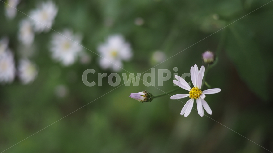 야생화,꽃,color,wildflower,flower
