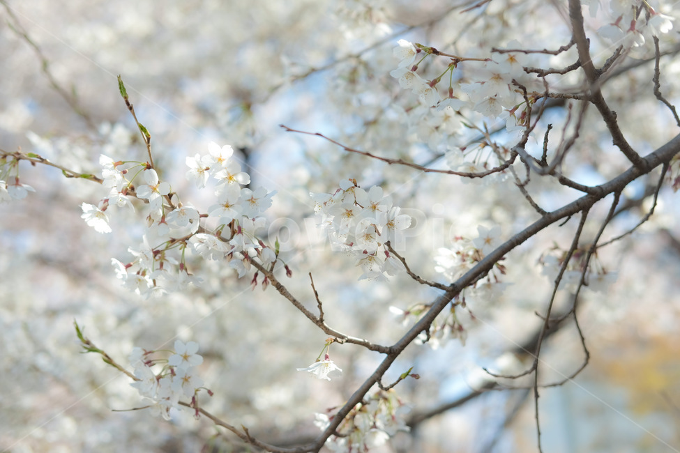 벚꽃,벚꽃엔딩,체리블로썸,꽃나무,봄꽃,봄,꽃,plant,flower,식물,blossom,식물,자연,plants,nature,꽃,flower