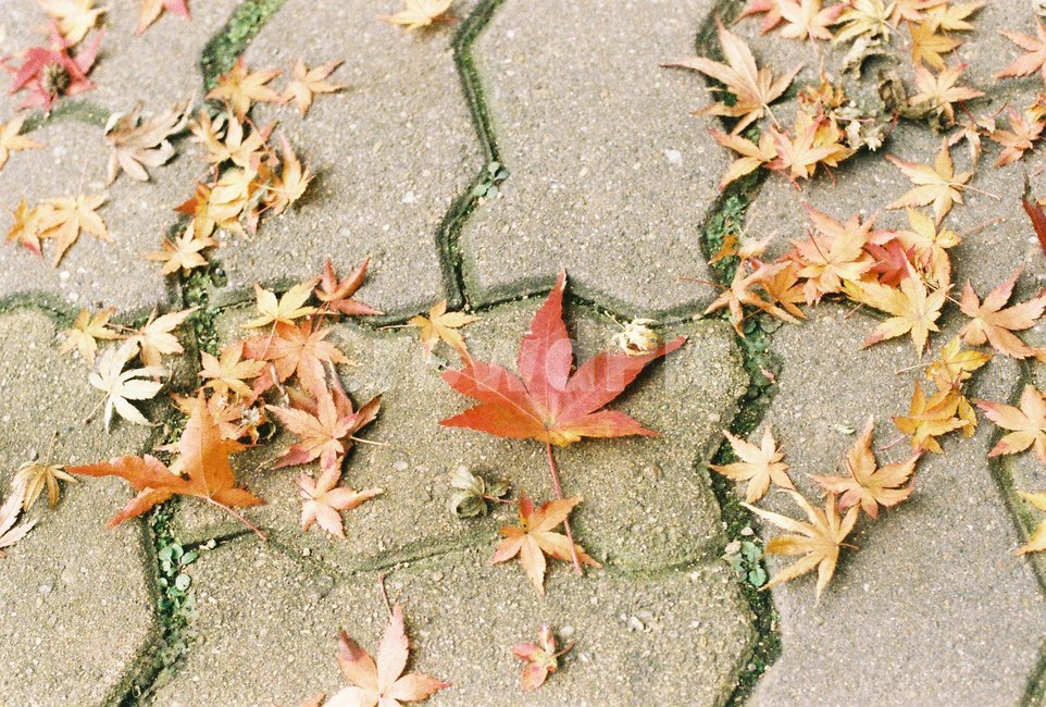 낙엽,가을낙엽,단풍나무,나뭇잎,가을색,가을,fall,autumn,maple,계절,season,바닥,보도블럭,가을,계절,fall,autumn,season,leaf,잎,plant,식물