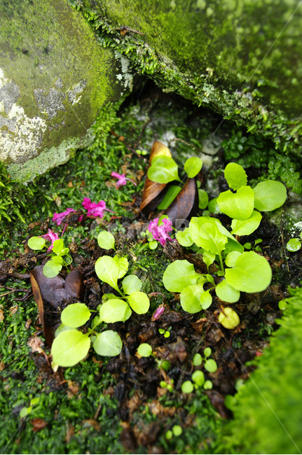 수생식물,식물,plant,꽃,flower,식물,자연,plants,nature,꽃,flower