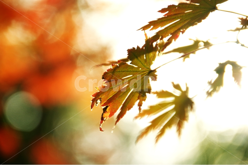 단풍,잎,가을,화사,나무,빛,가을,계절,fall,autumn,season,식물,자연,plants,nature,leaf,plant