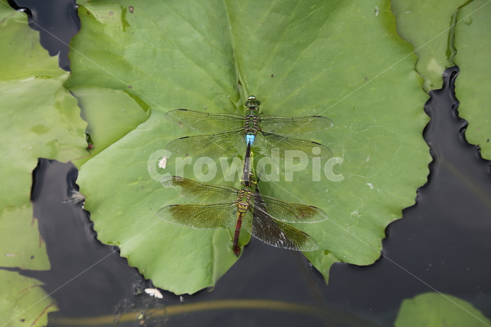 여름,연꽃,잠자리,자연,둘이,동물,animal,곤충,벌레,insect,bug