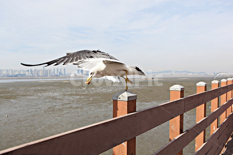 갈매기,조류,새,하늘,자연,풍경,배경,풍광,동물,animal,조류,새,birds