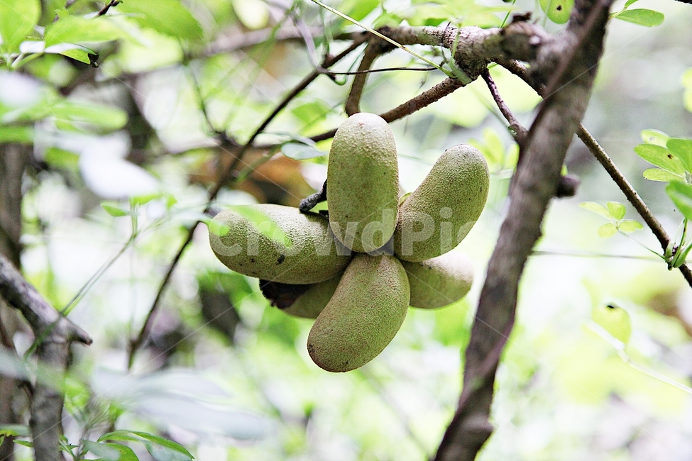 어름,음식,먹거리,넝쿨식물,식물,자연,열매,과일,열매,fruit