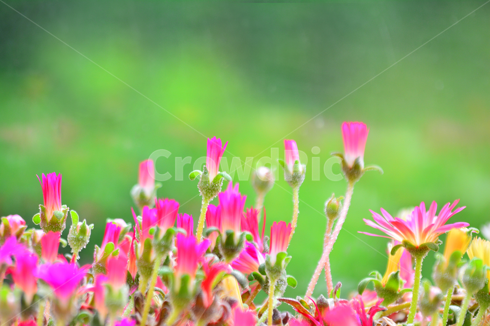 꽃,봄꽃,예쁜,가든,꽃밭,화단,앞뜰,칼라풀,시즌,식물,초본,season,계절,5월,아름다운,어울림,flowers,분홍색,진핑크색,식물,자연,plants,nature,꽃,flower