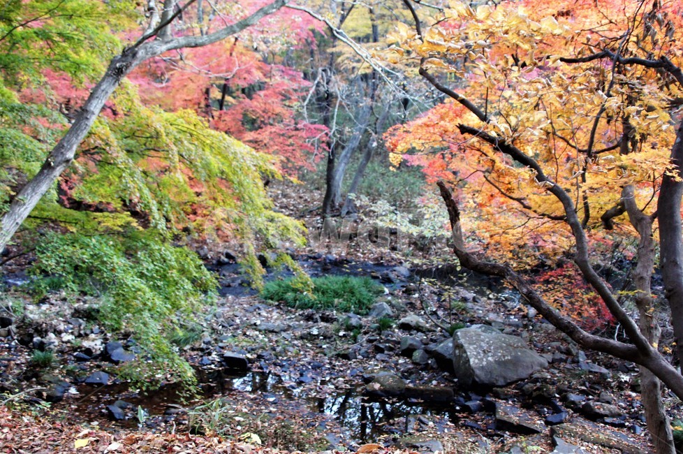 가을,단풍,나무,자연,식물,풍경,자연풍경,감성,autumn,nature,season,계절,emotion,trees,낙엽,가을,계절,fall,autumn,season,tree,plant