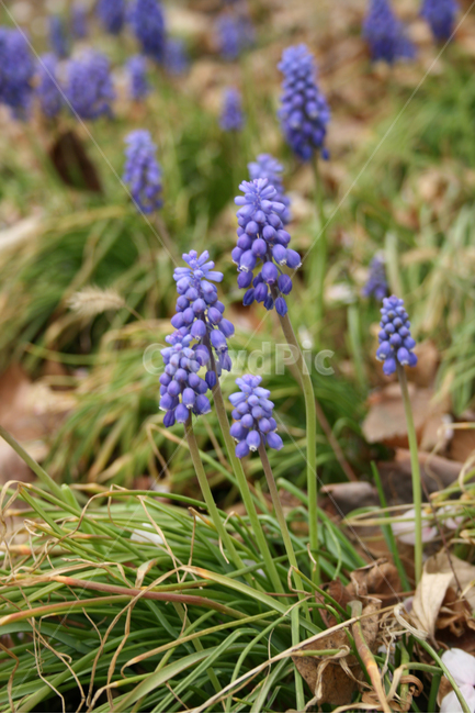 무스카리,봄,봄날,감성,spring,flower,공원,풍경,식물,새싹,잎,초록,꽃,보라,보라색,봄,계절,spring,season,식물,자연,plants,nature,꽃,flower,plant