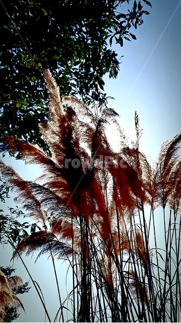 flamgrass,억새,나무,하늘,빛,식물,자연,plants,nature