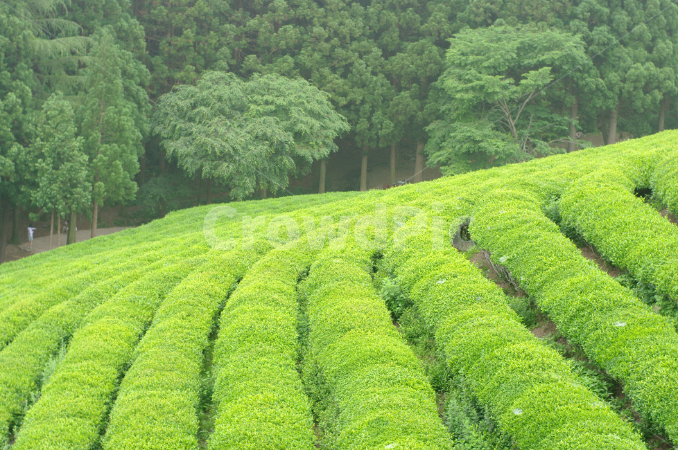 녹차,녹차밭,녹차재배,녹차농사,임산물,농업,농사,agriculture,farming,farming industry