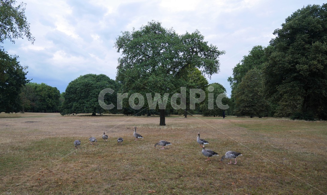 animal,동물,bird,새,outdoors,조류,새,birds