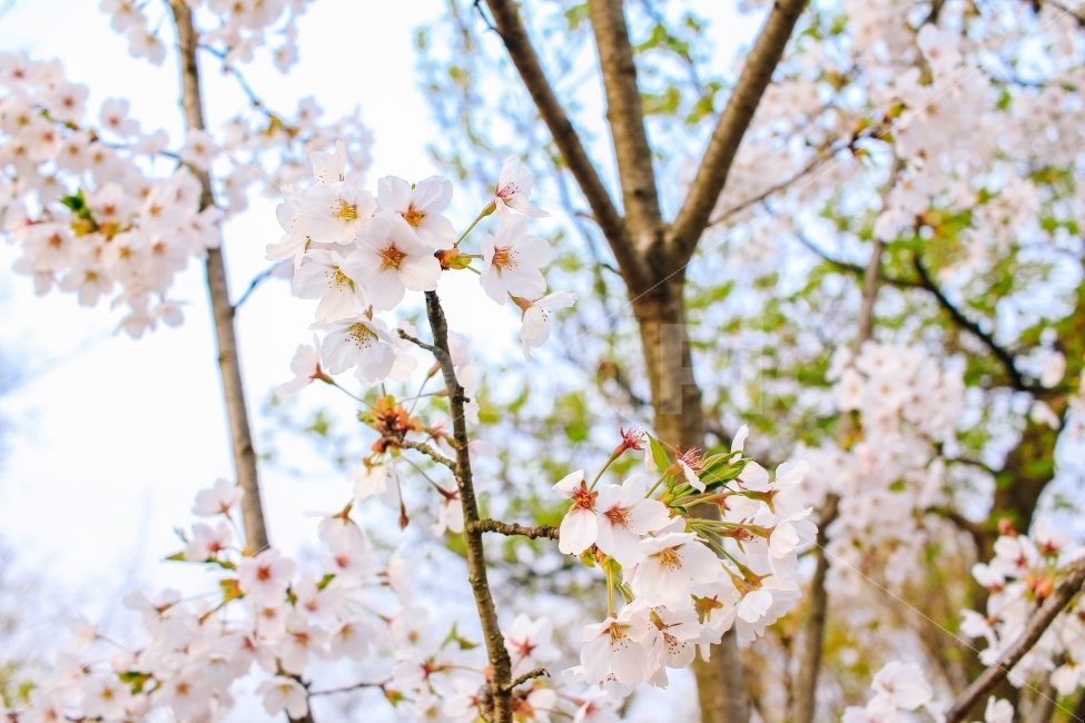 봄,벚꽃,꽃,감성,나무,풍경,flower,cherryblossom,pink,핑크,분홍,tree,seoul,korea,봄,계절,spring,season,식물,자연,plants,nature,꽃,flower,감성,sensible,feeling,plant,blossom