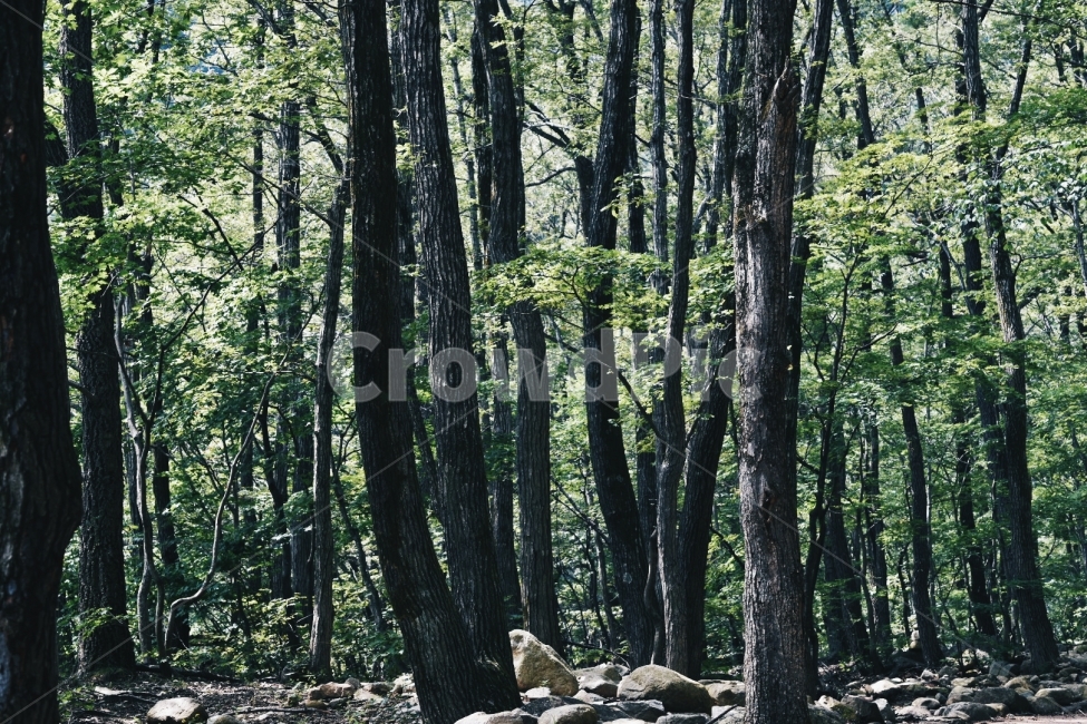 나무,숲,소나무,겨울,여름,여행,등산,자연,공기,풍경,나뭇잎,식물,한국,고요,평화,혼자,명상,조용,자연,풍경,nature,landscape,식물,plants,나무,trees,wood,휴식,힐링,rest,relaxation,healing,tree,plant,tree trunk,나무 줄기
