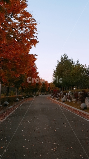 가을,낙엽,길,쓸쓸함,나무,가을,계절,fall,autumn,season,tree,plant,식물,asphalt,아스팔트