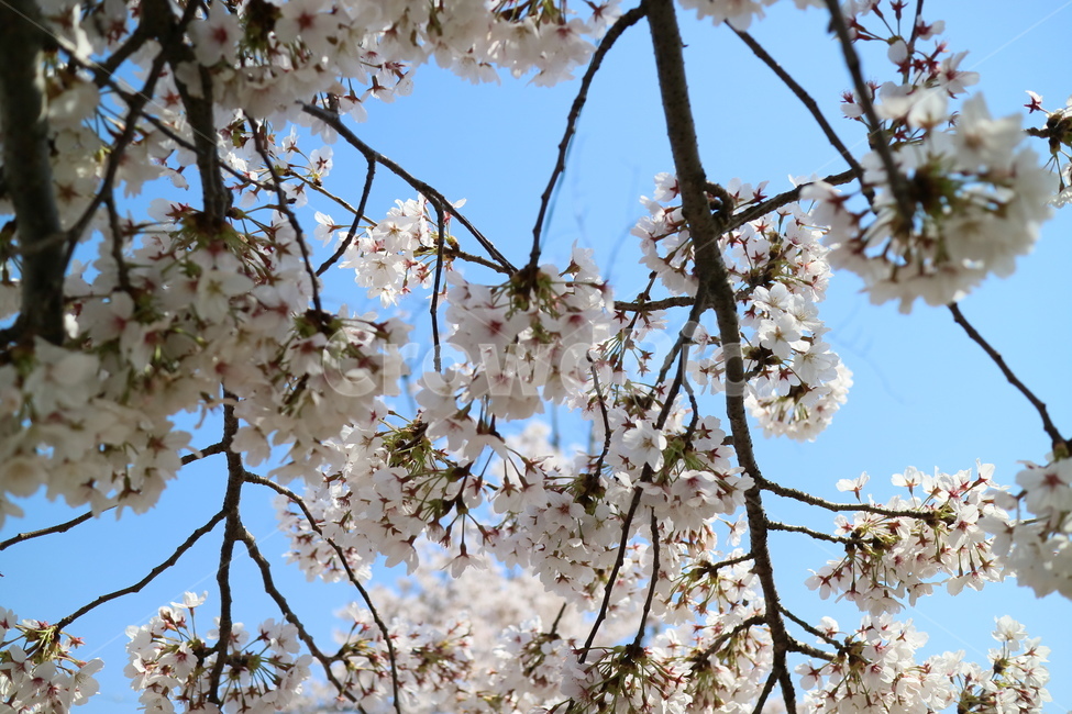 벚꽃,꽃,나무,봄,맑음,plant,식물,flower,blossom,cherryblossom